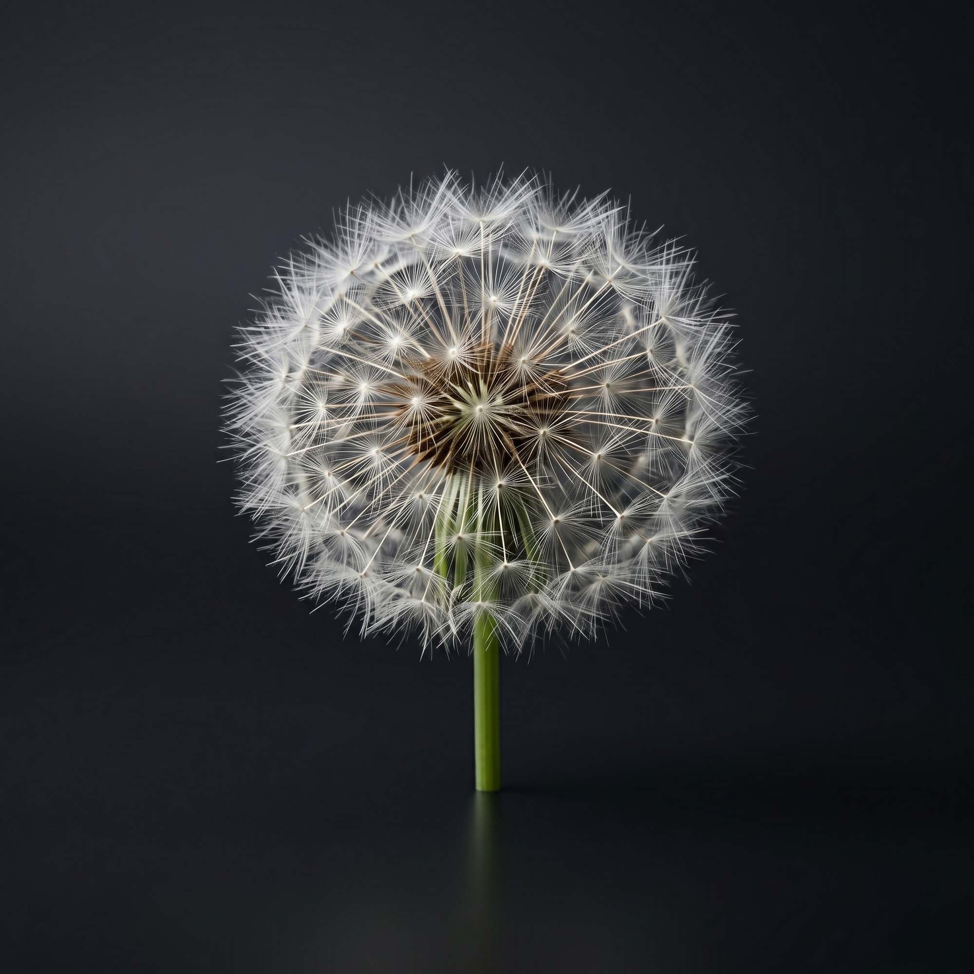 Dandelion — Taraxacum officinale root · 57.78 mg| Men’s Cleanse Detox ingredient